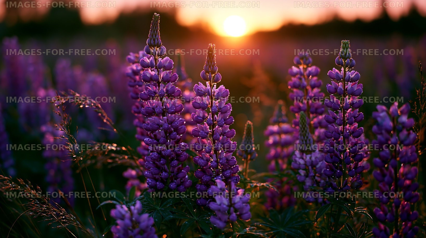 Purple flowers in a field during sunset