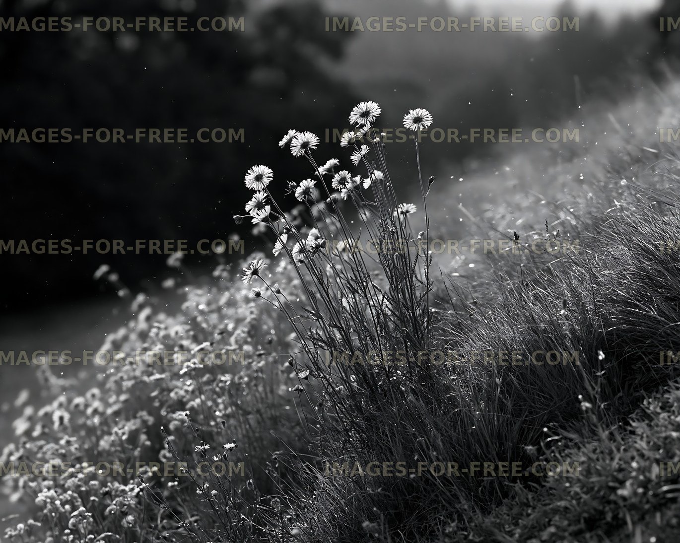 Wildflowers growing on a hillside in black and white