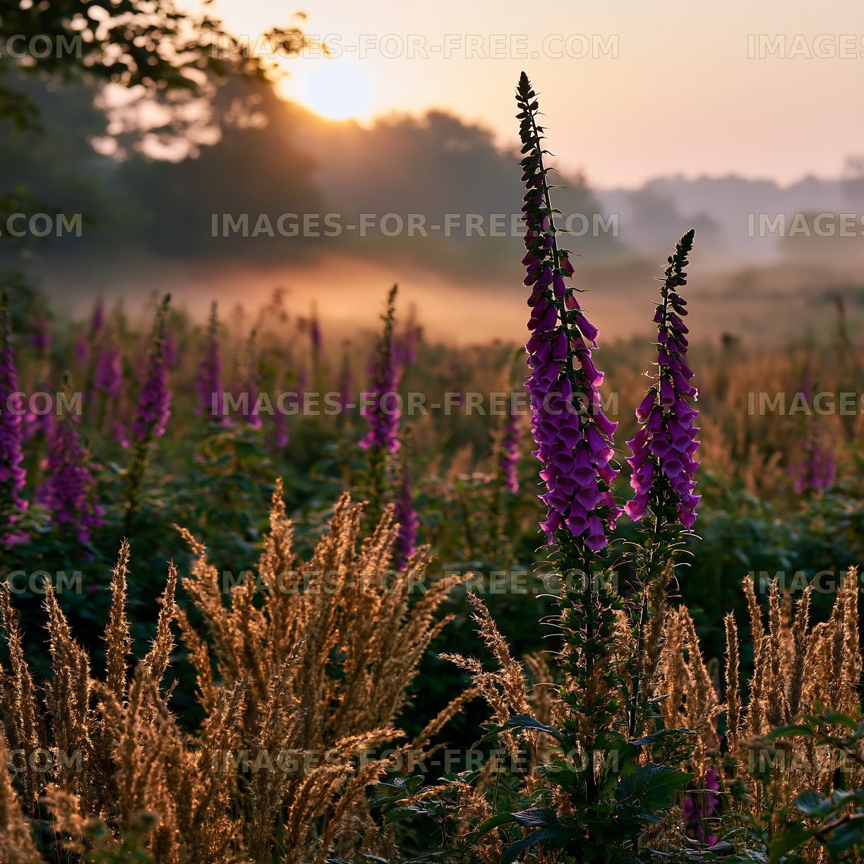 Sunrise over wildflowers in a misty field