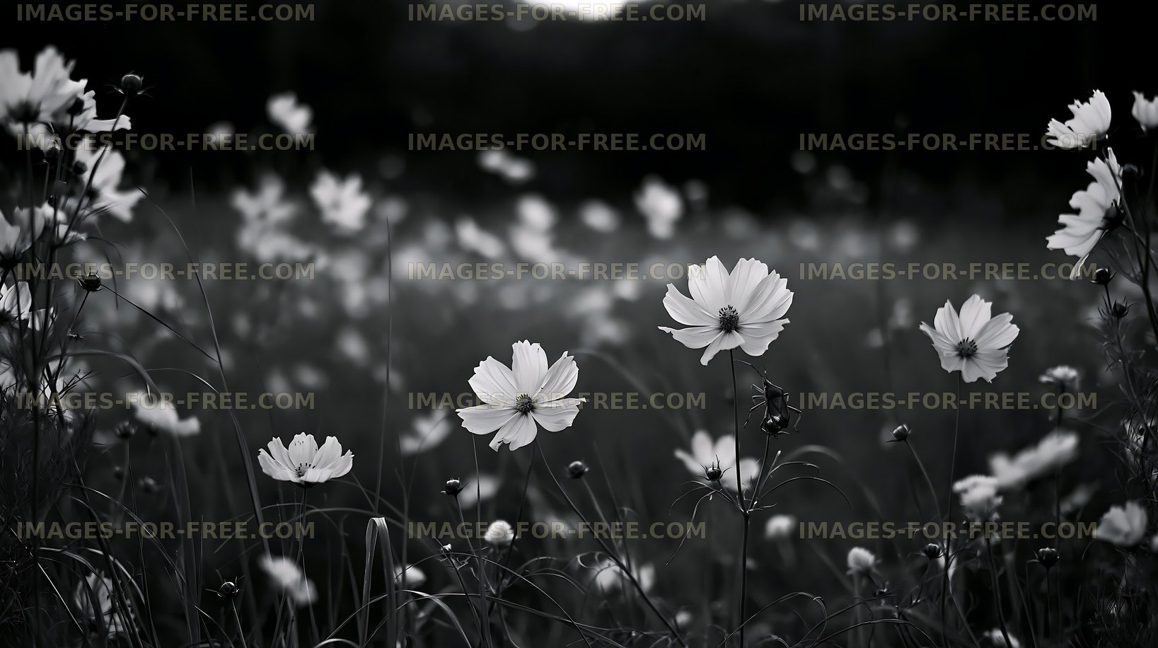 Field of white flowers in black and white photo