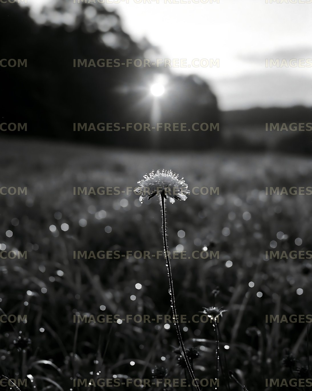 Flower in dew with sunlight in background