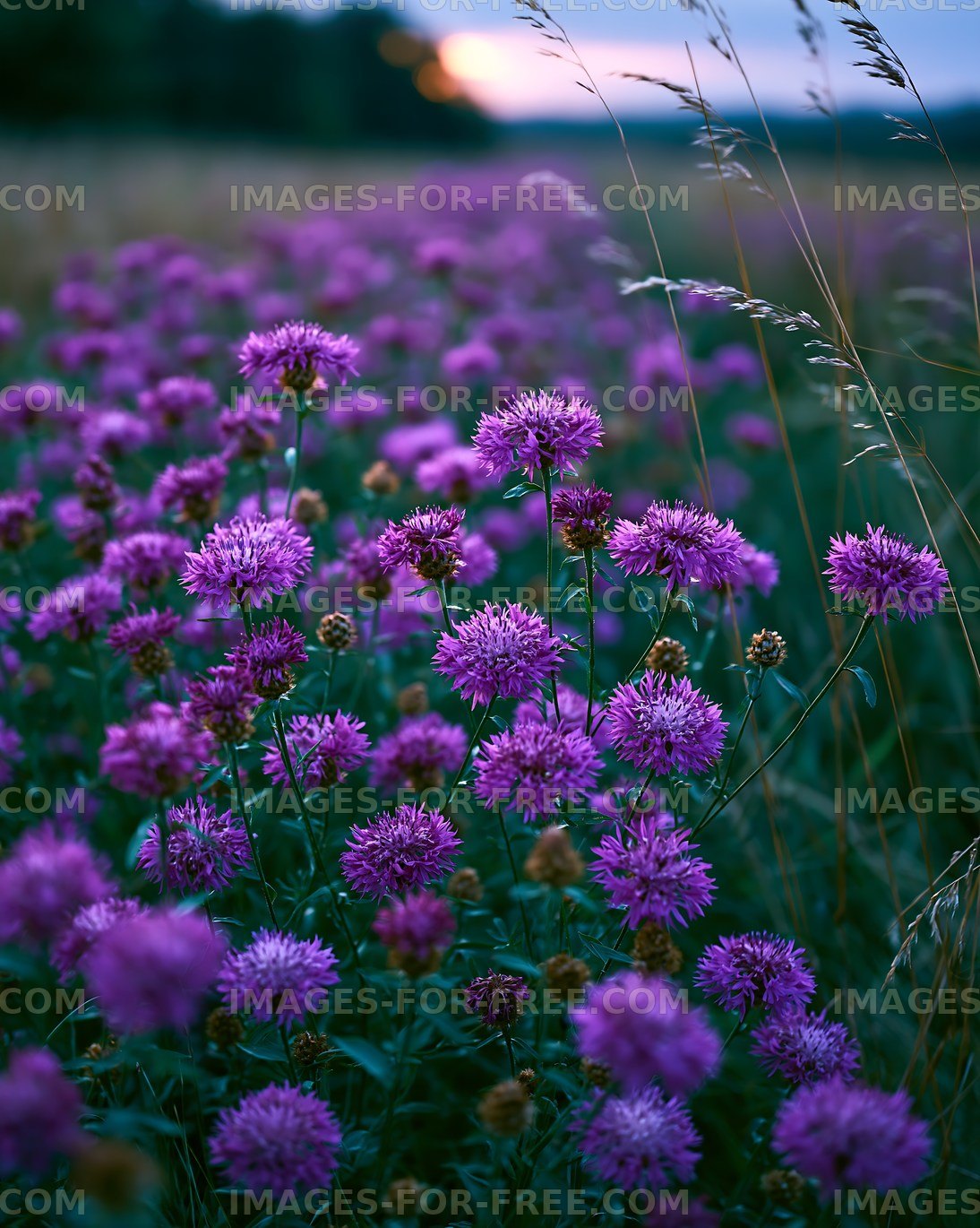 Purple flowers blooming in a field during sunset