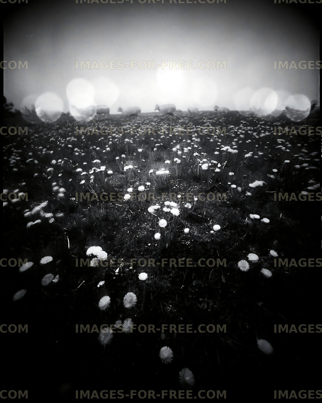 Black and white field with flowers under cloudy sky