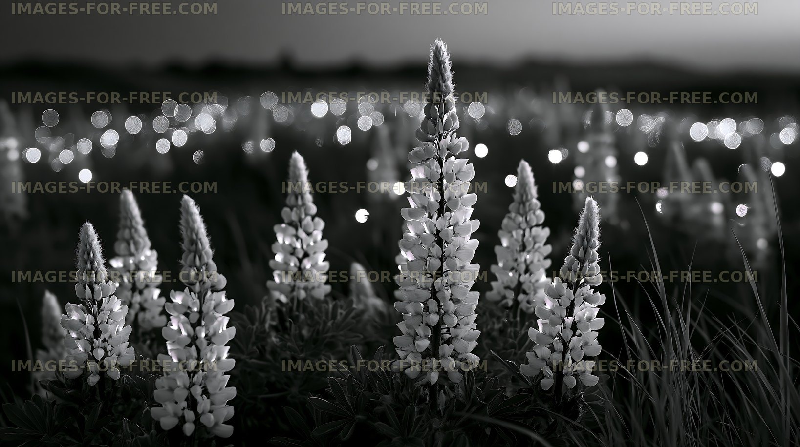 Lupine flowers in black and white with blurred background lights