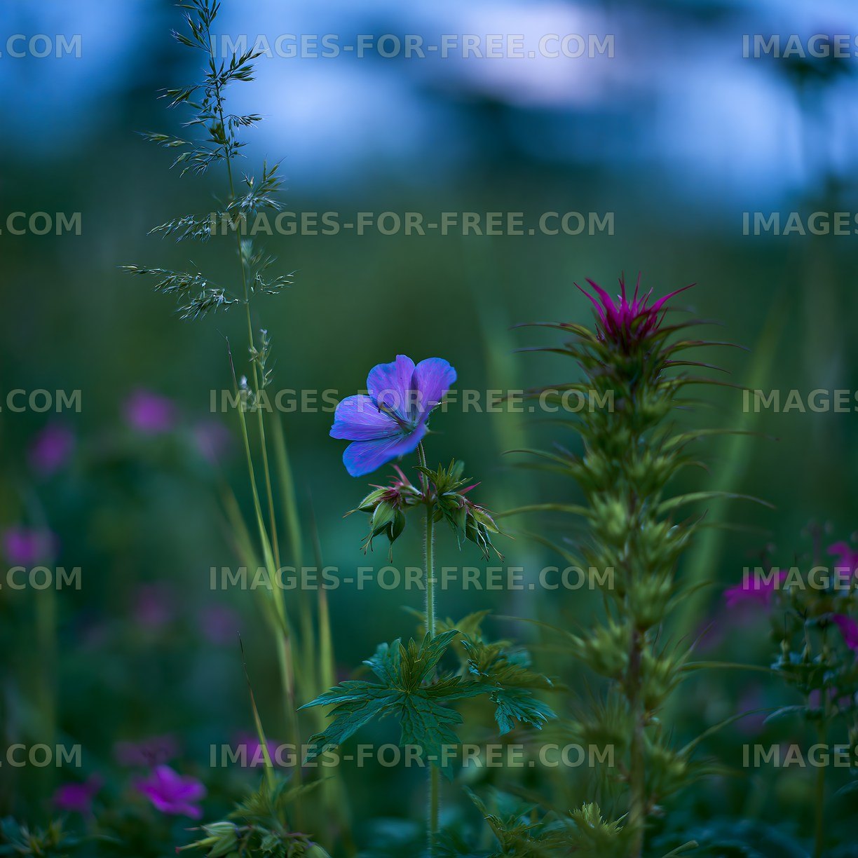 Wildflowers growing in a field during blue hour