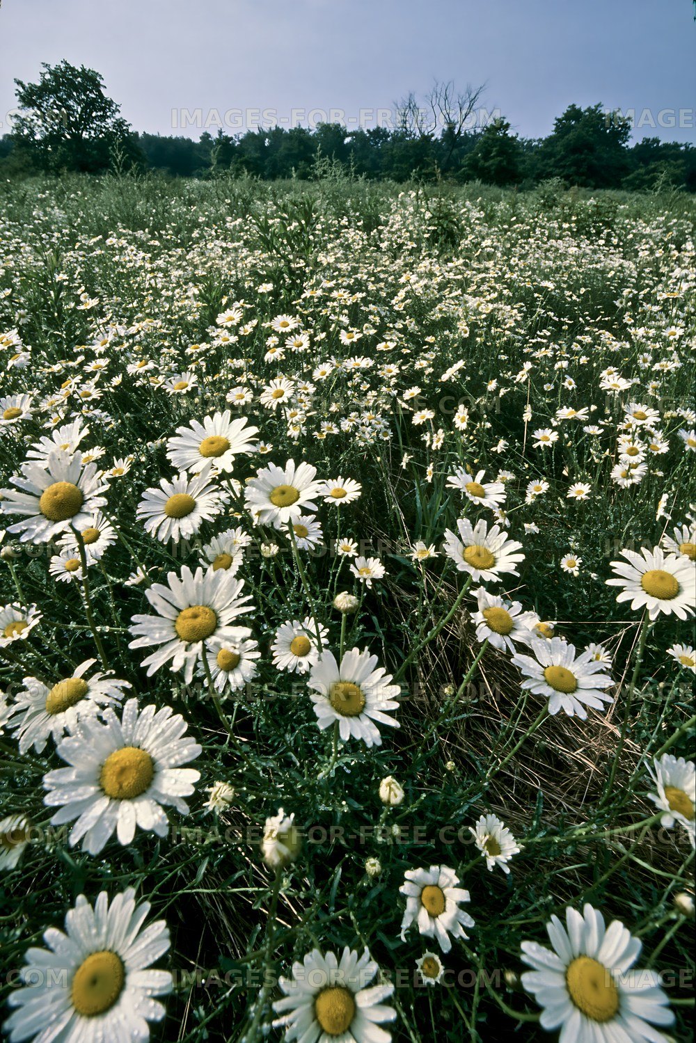 Daisies grow in a field under a blue sky