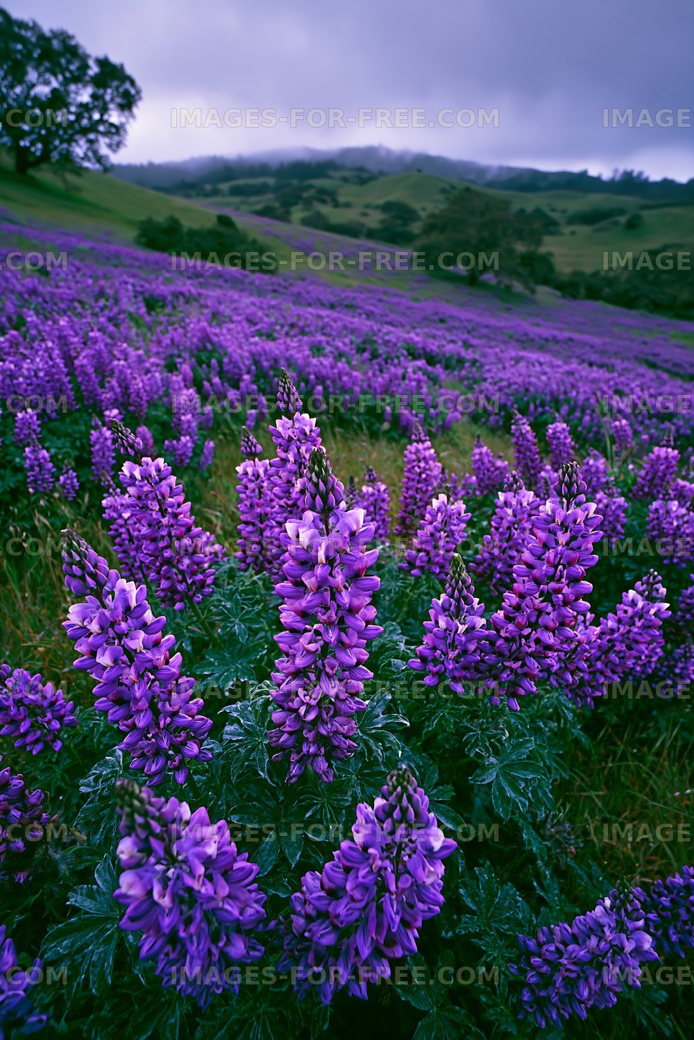 Violet flowers blooming in a lush green field