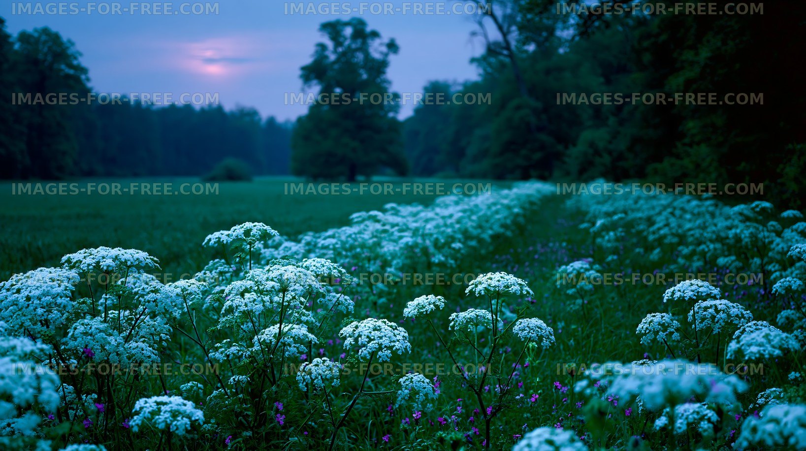 Flower field at dusk with trees in the background