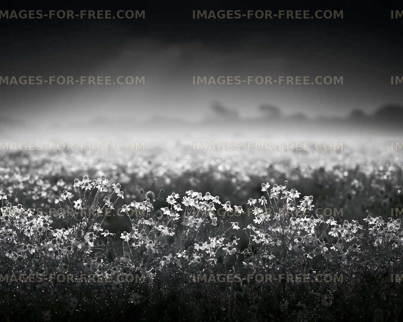 Field of flowers in black and white at dawn