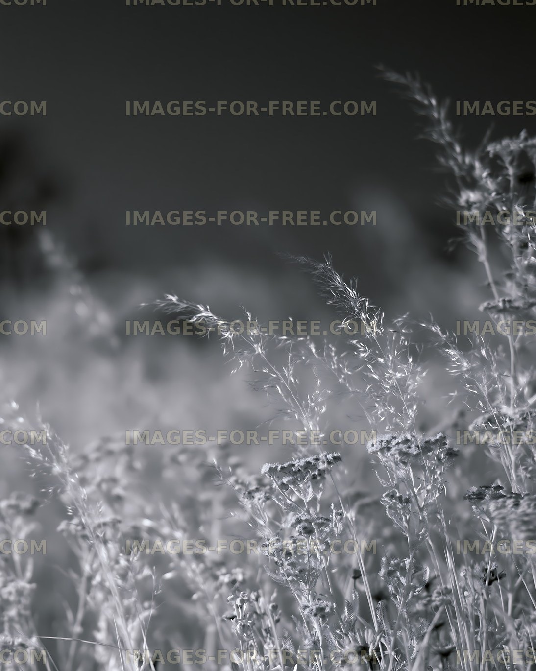 Grass field illuminated by soft light during sunset