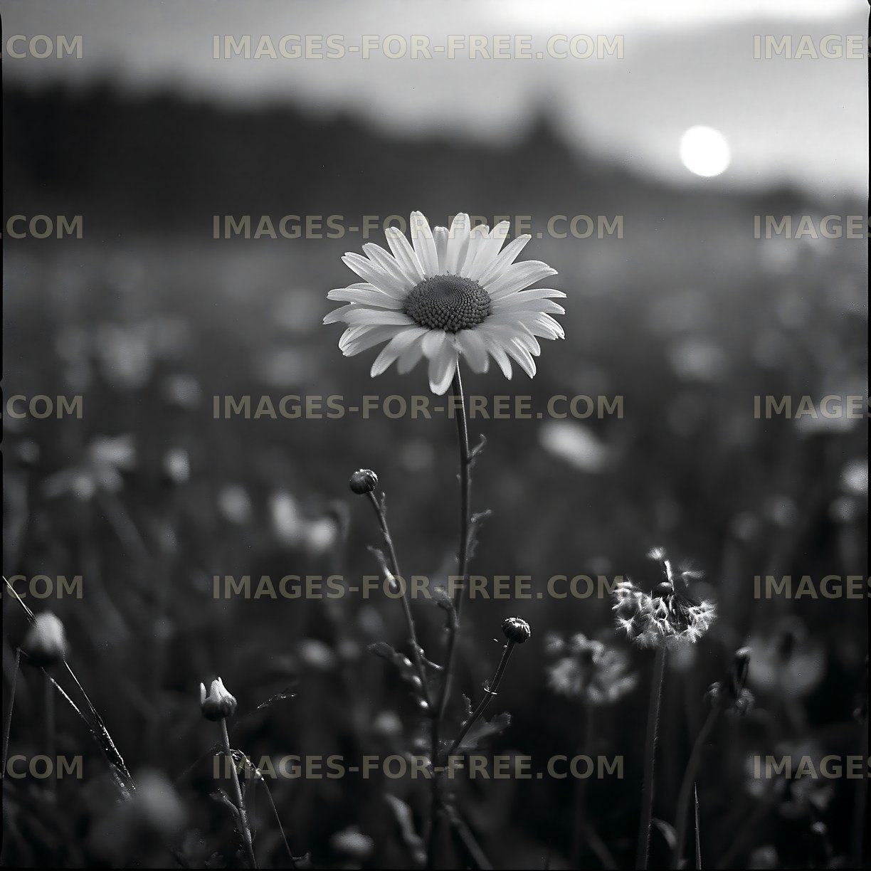 Single daisy flower in early evening light