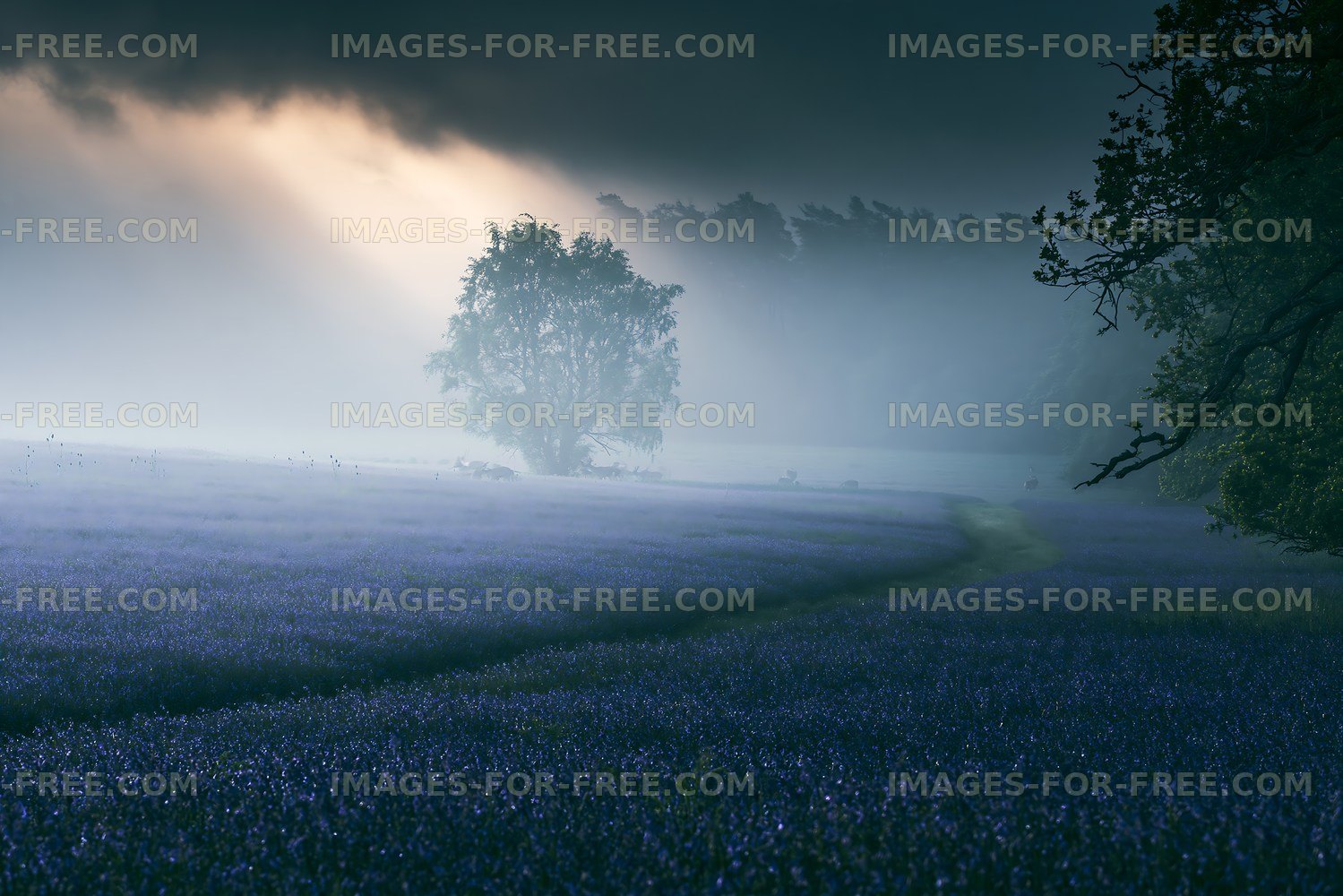 Purple flower field with tree and fog at dawn