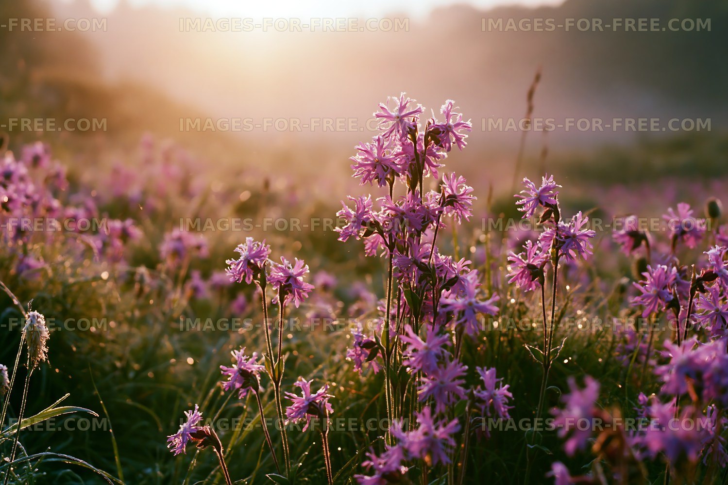 Flowers bloom in a field at sunrise with dew