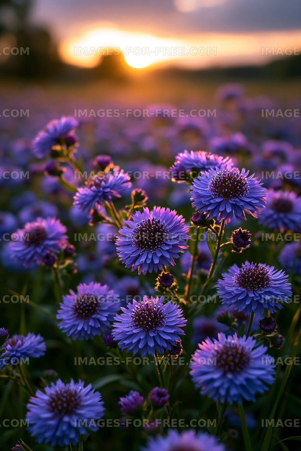 Purple flowers bloom at sunset in a field