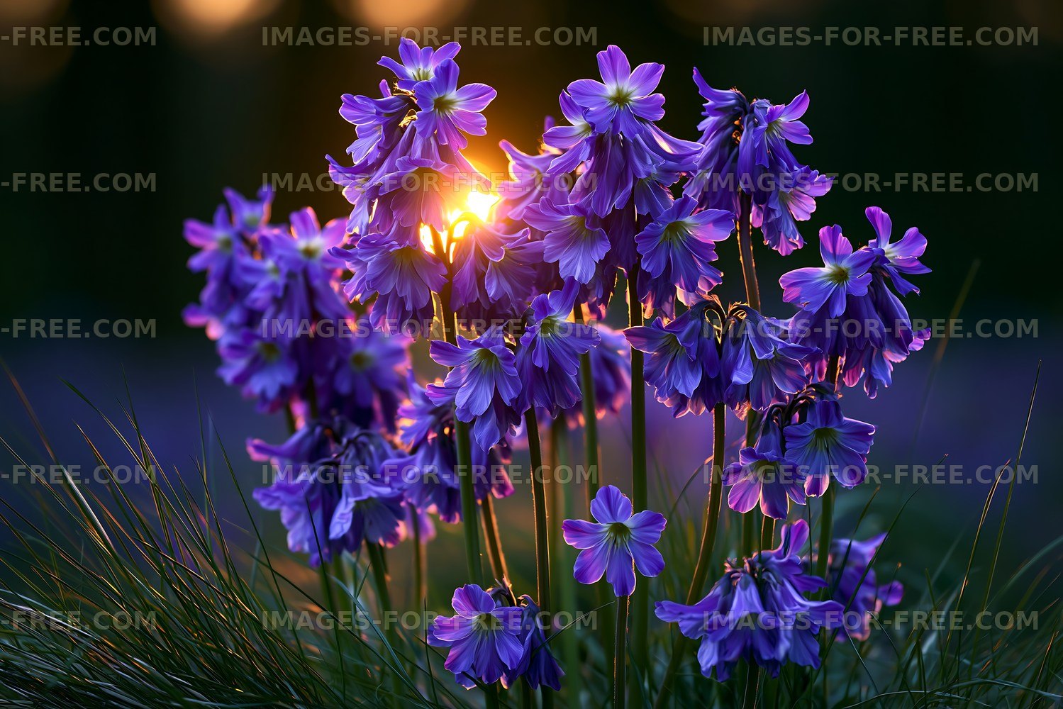 Purple flowers bloom at sunset in a natural setting