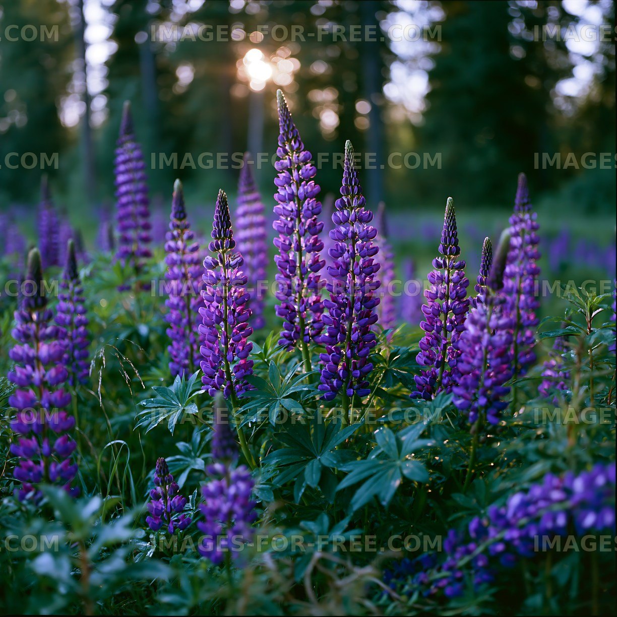 Lupine flowers blooming in a forest during sunset