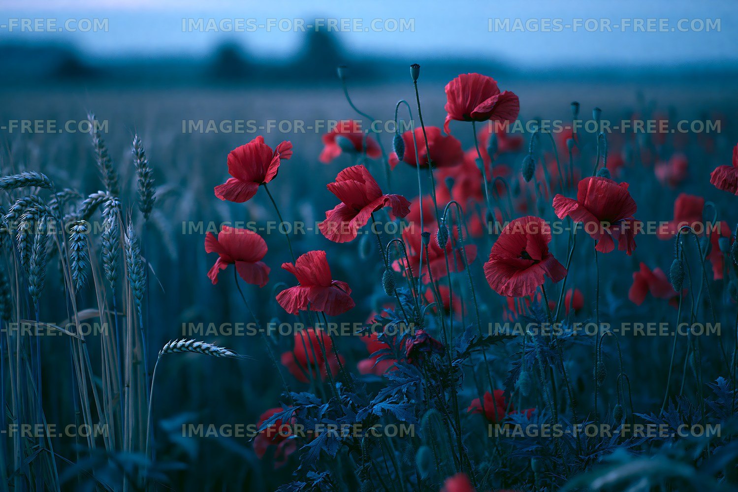 Poppies blooming in a field during twilight hours
