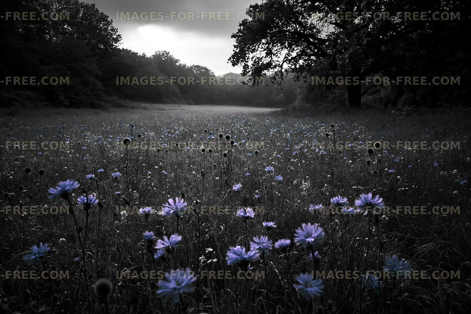 Purple flowers in a dark meadow under a cloudy sky