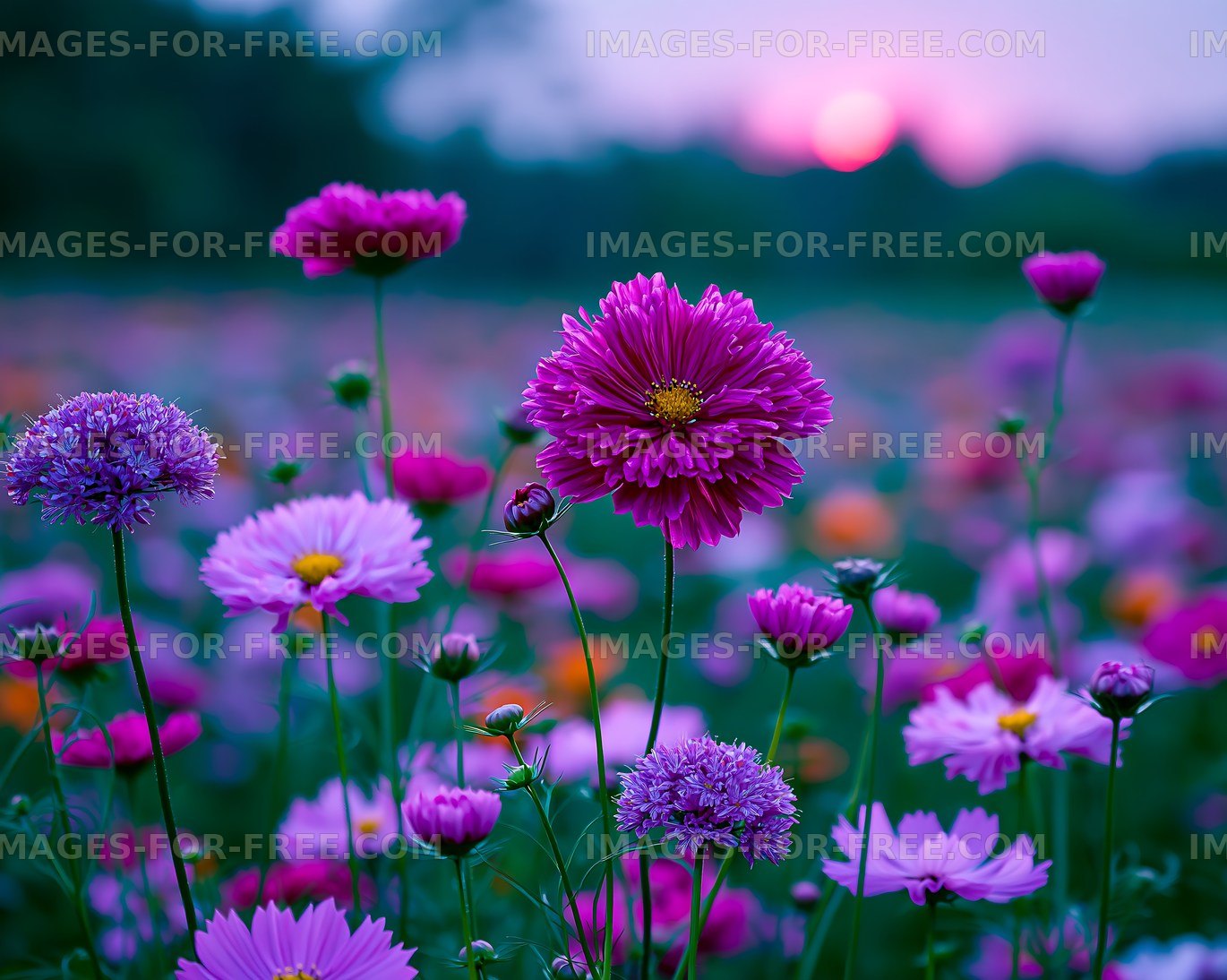 Colorful flowers in a field at sunset