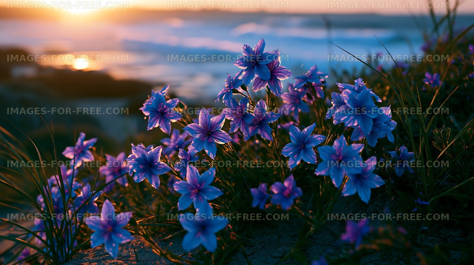 Violet flowers blooming near coastline at sunset