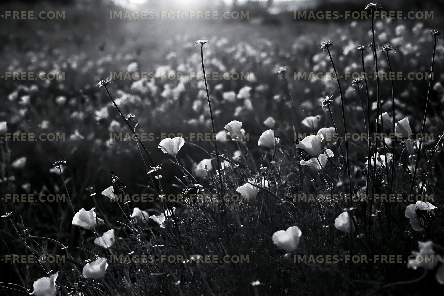Black and white flower field at sunset in natural landscape