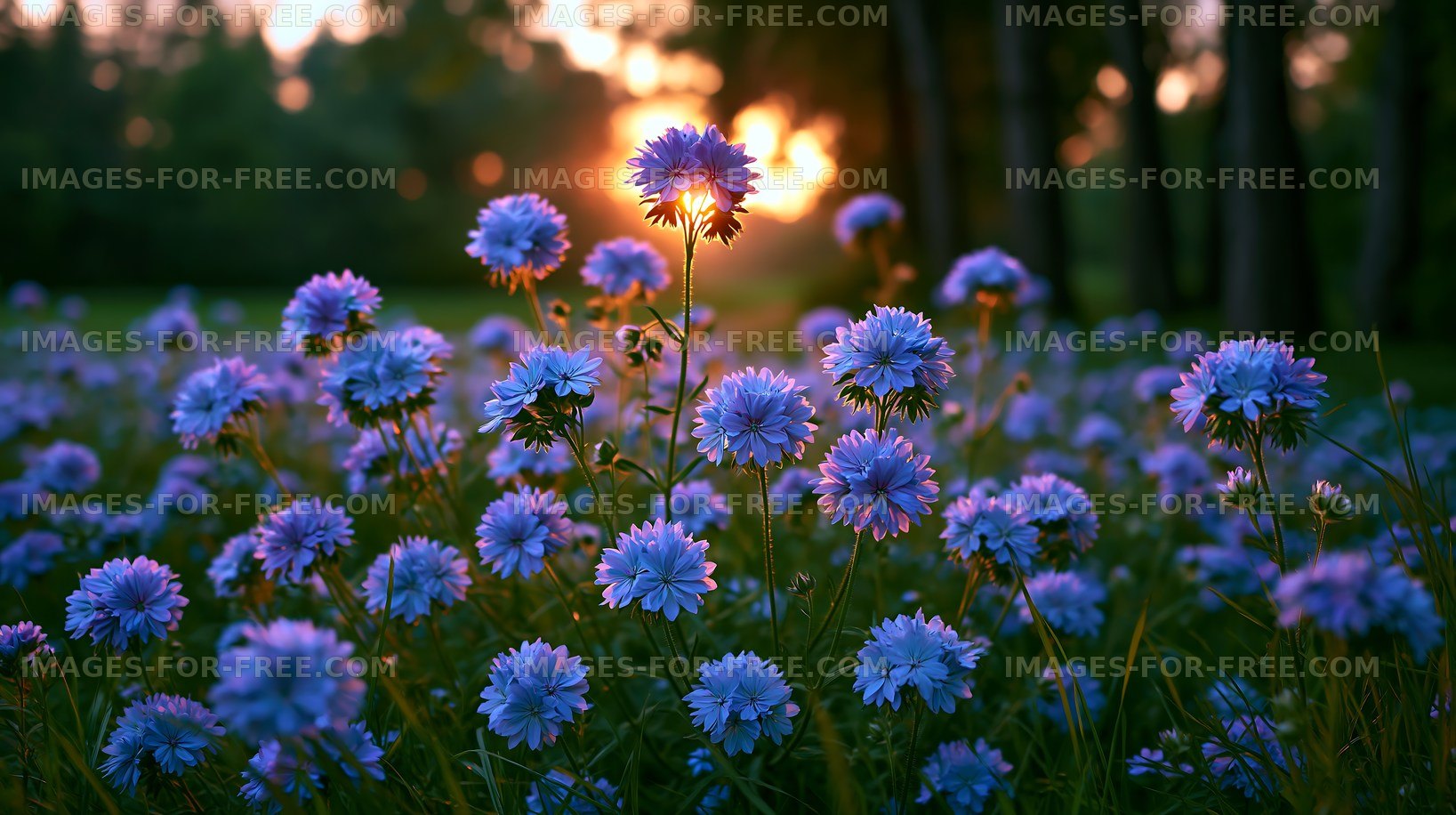 Vibrant blue flowers under a warm sunset sky