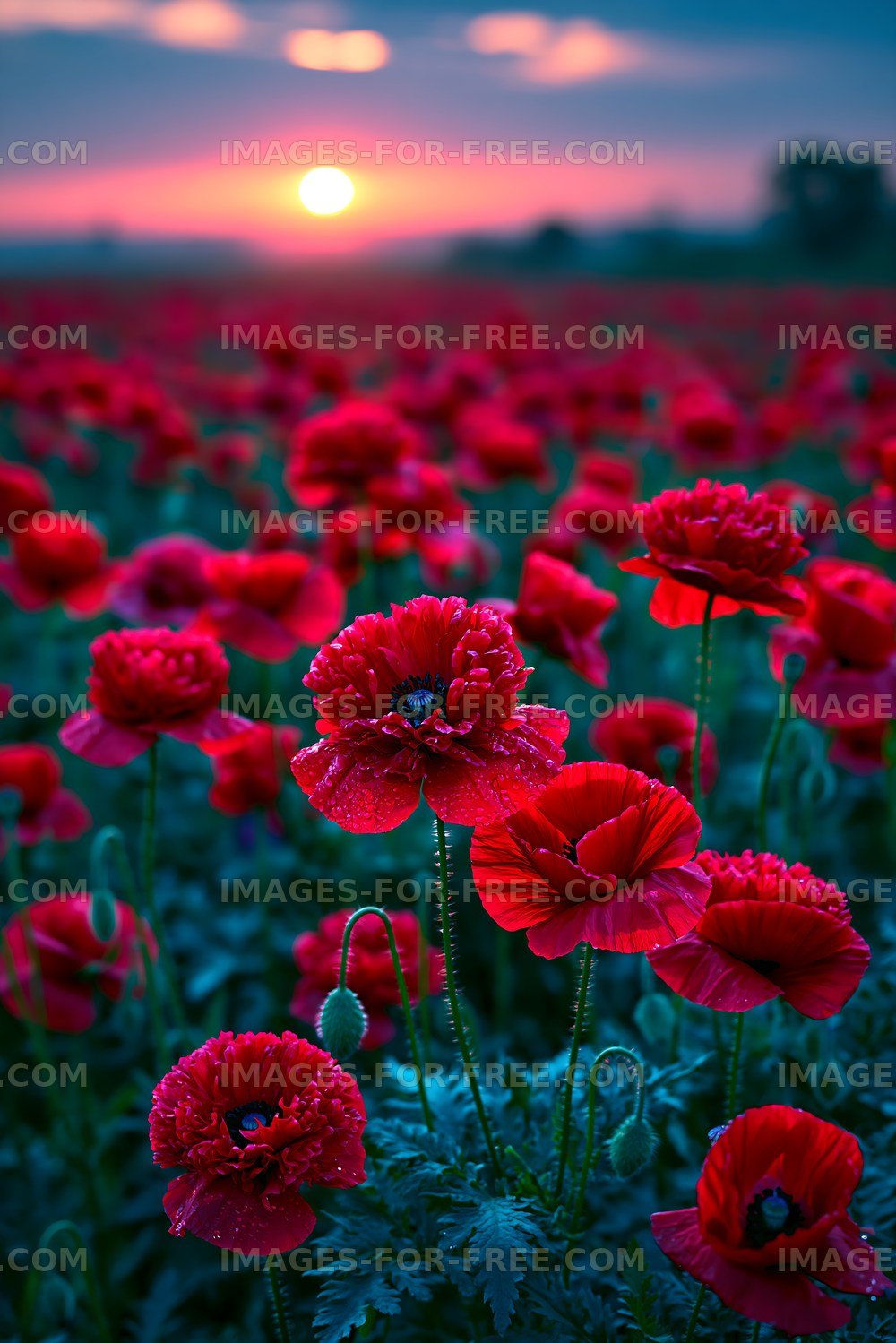 Red poppy flowers in a field during sunset
