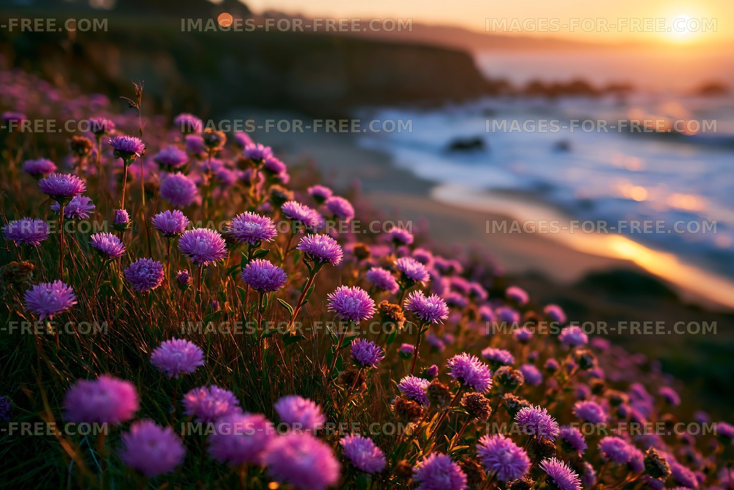Purple flowers near the shore at sunset