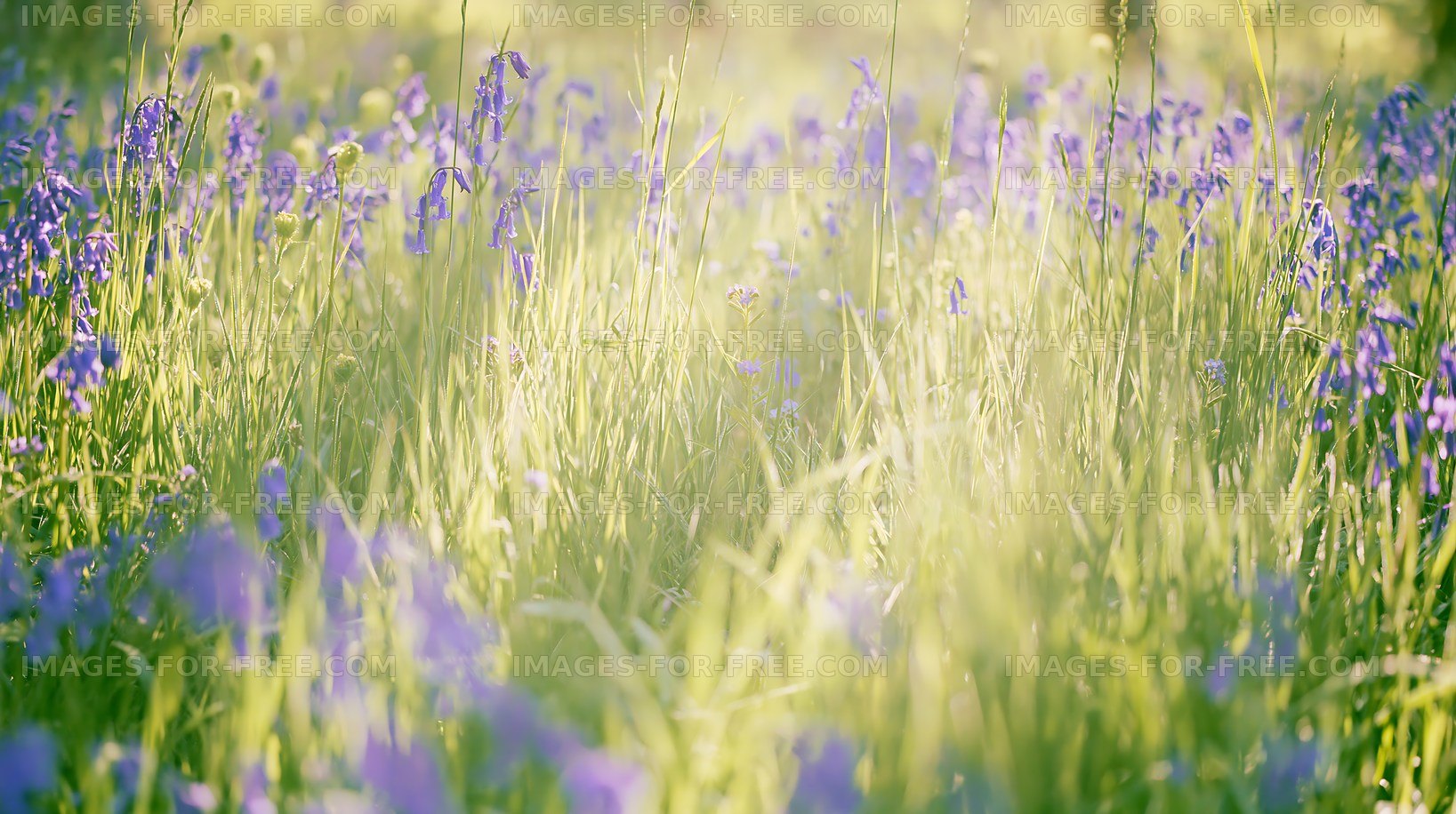 Wildflowers blooming in a meadow during spring