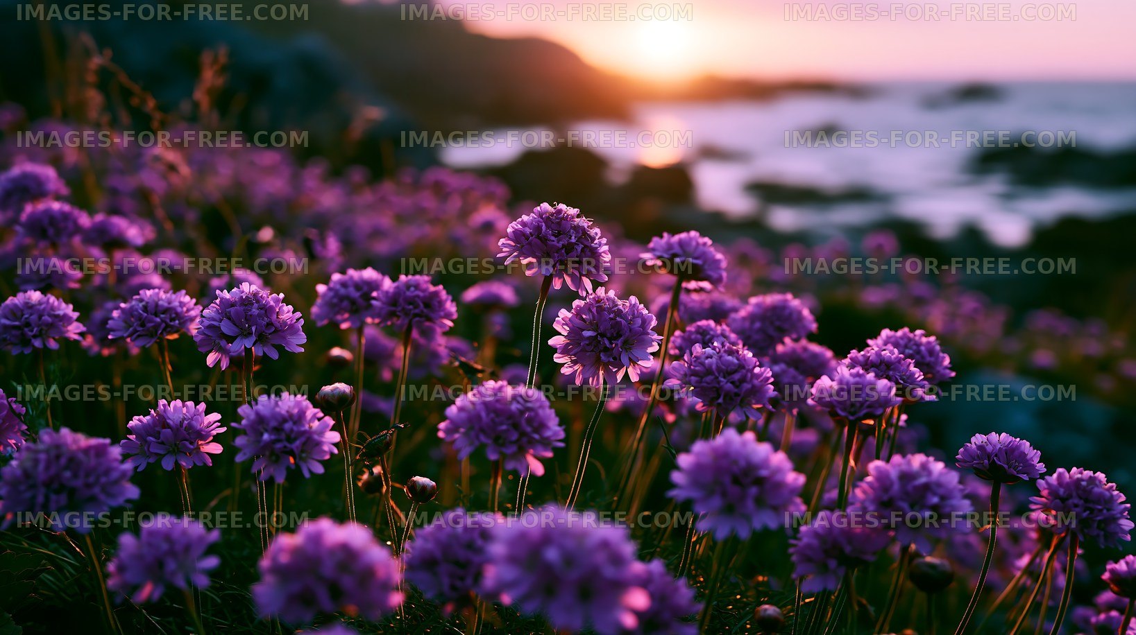 Purple flowers bloom by the ocean at sunset