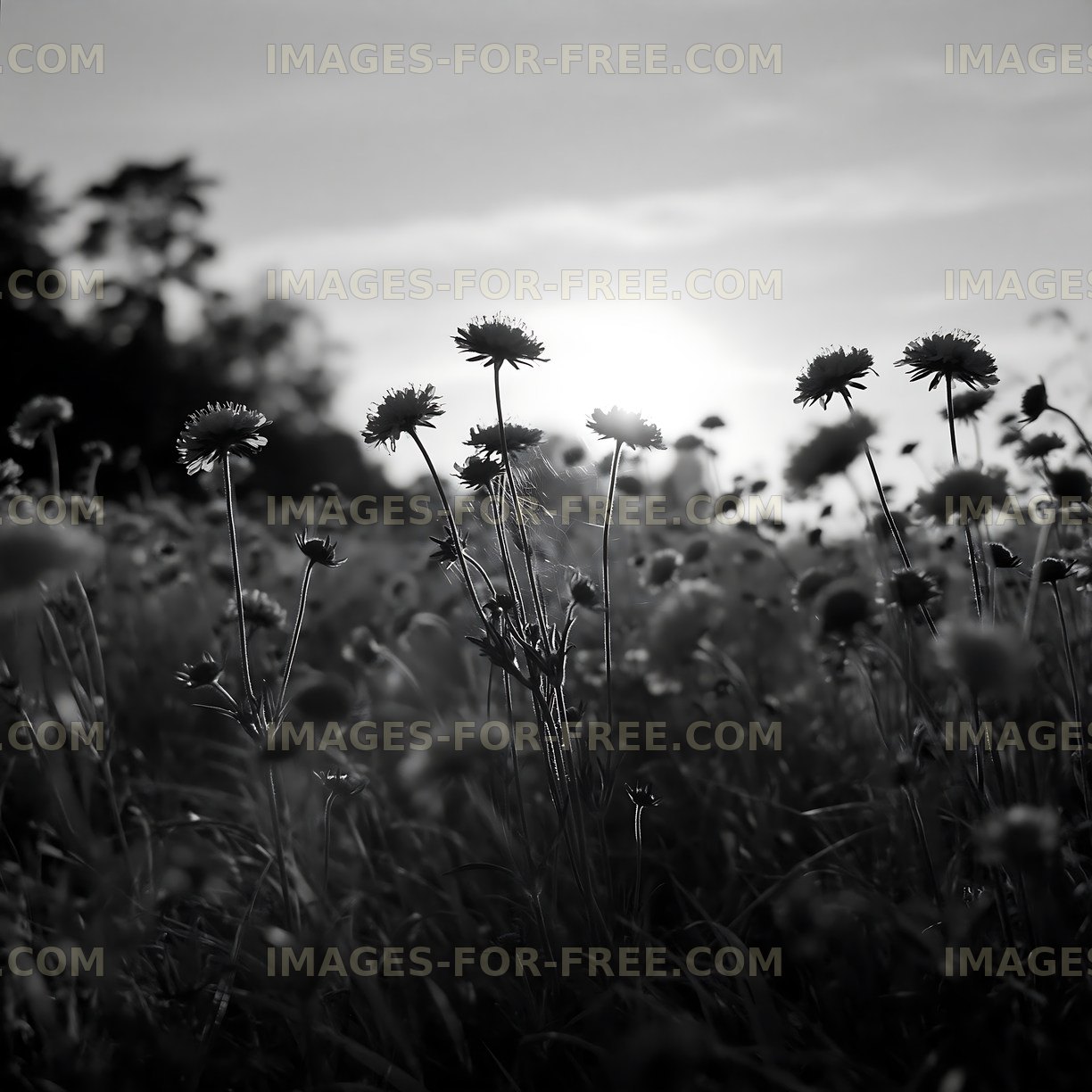 Dandelions in a field during sunset