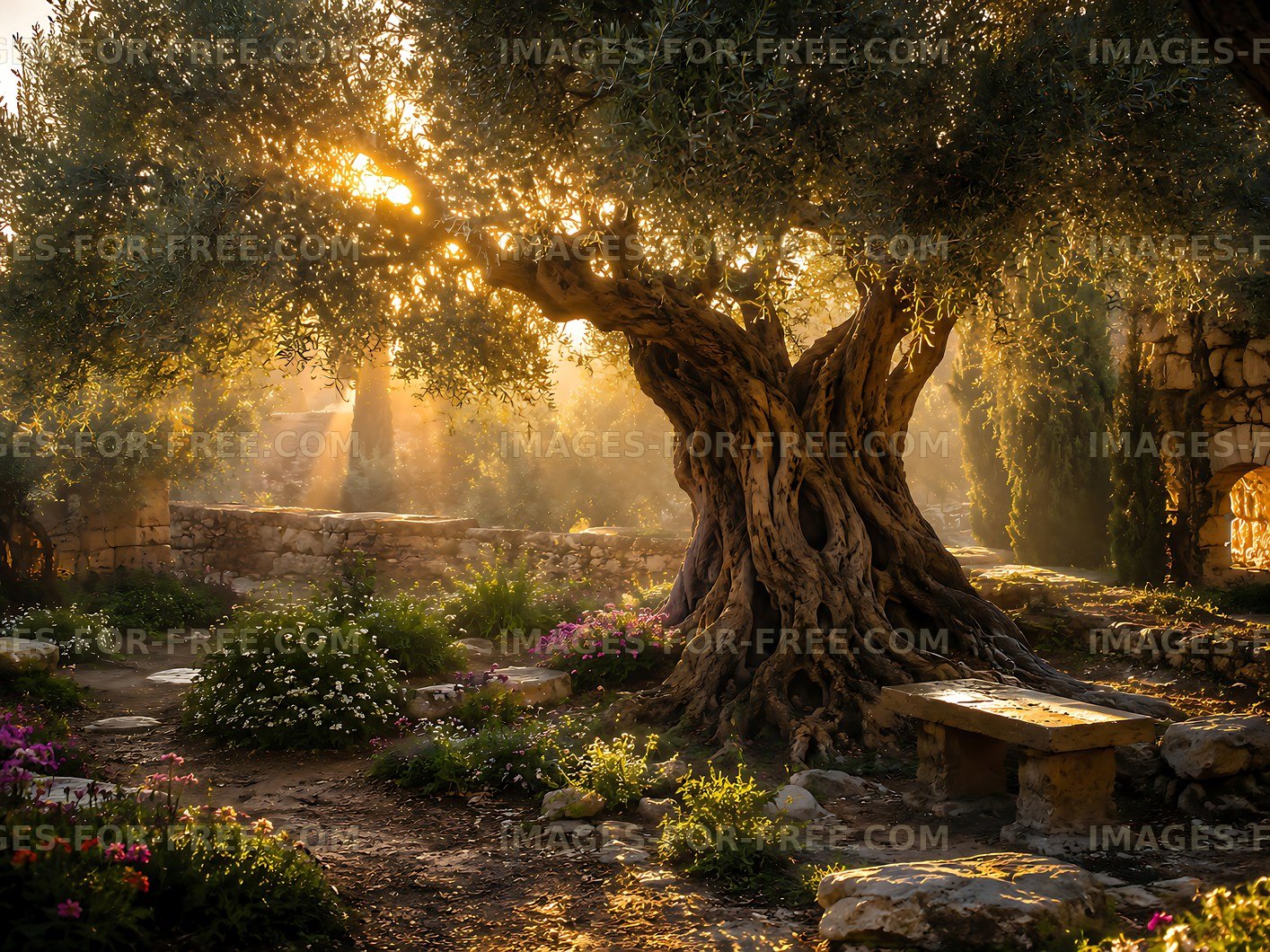 Sunlight filters through an olive tree in a garden setting