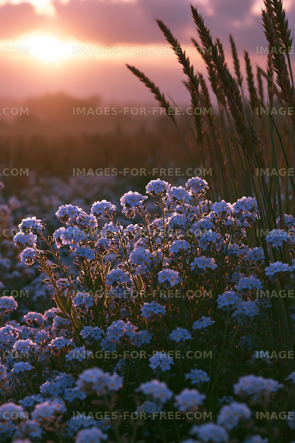 Sunset over field of flowers and grass