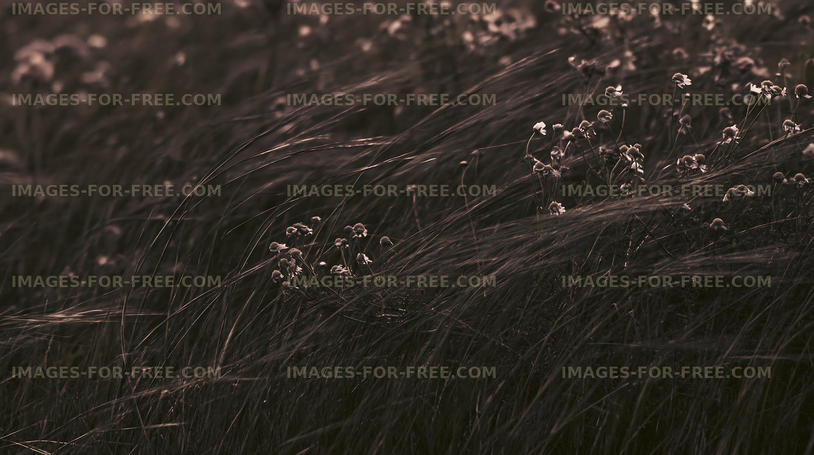 Wildflowers in a field swaying in the breeze