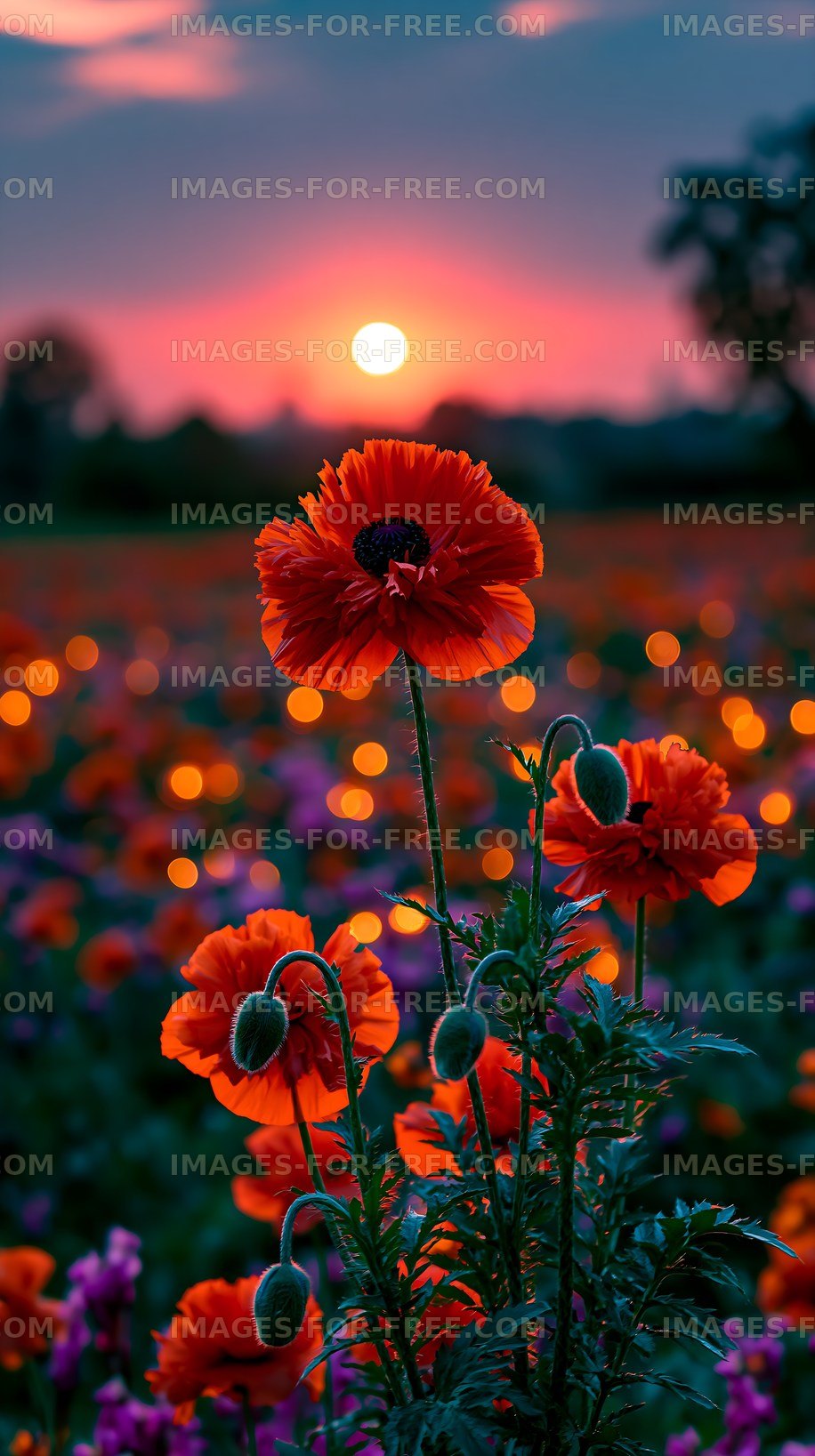 Sunset over poppy flowers in a vibrant field