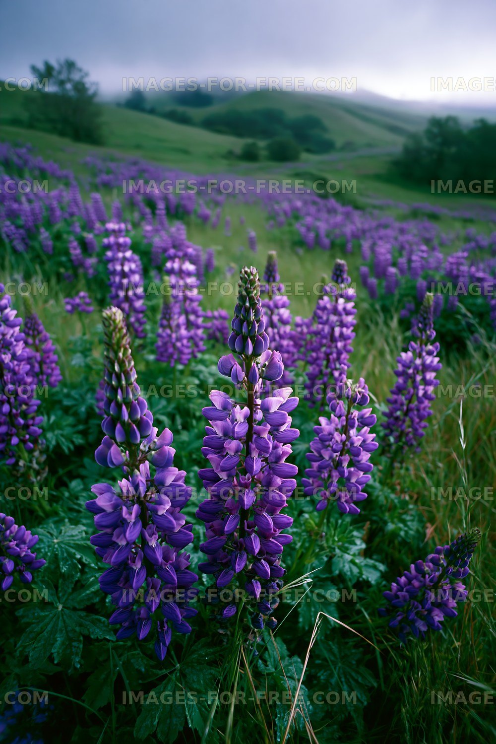 Violet flowers blooming in a green meadow landscape
