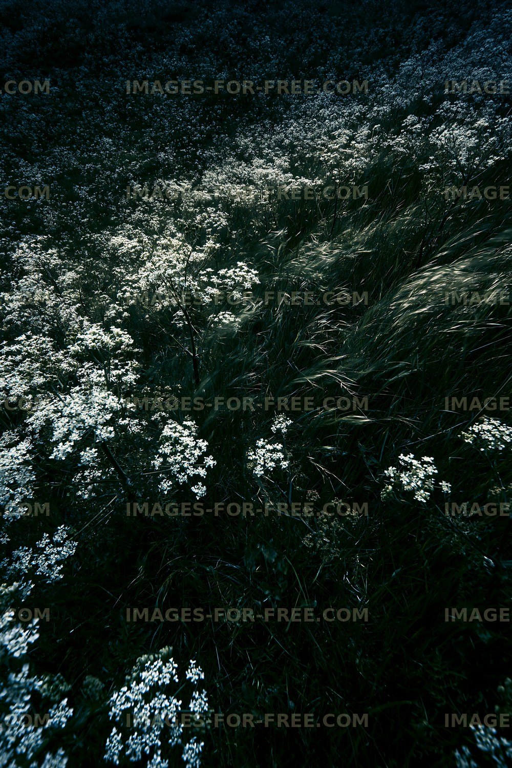 Flower field with grass under natural light