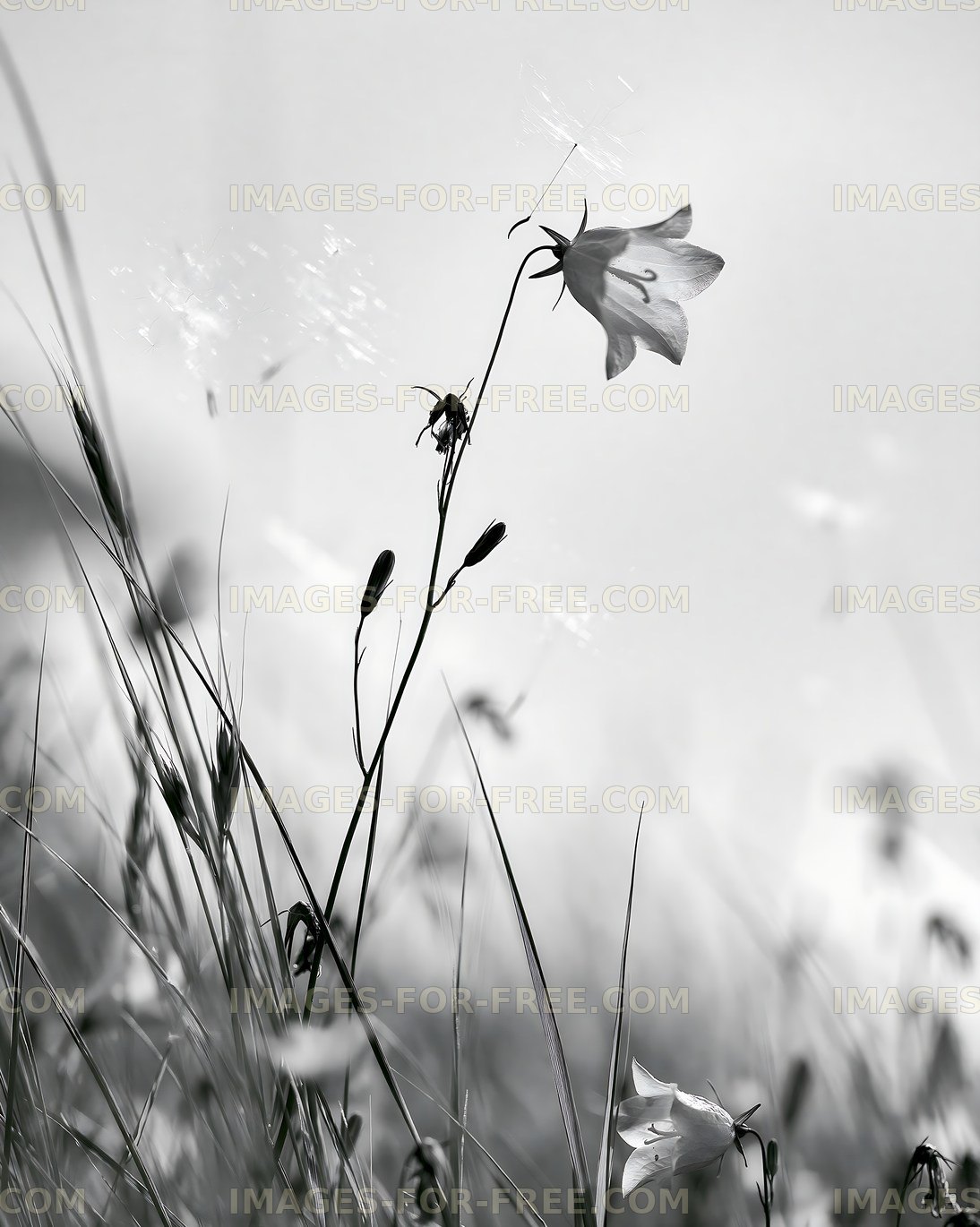 Black and white flower standing tall in a field