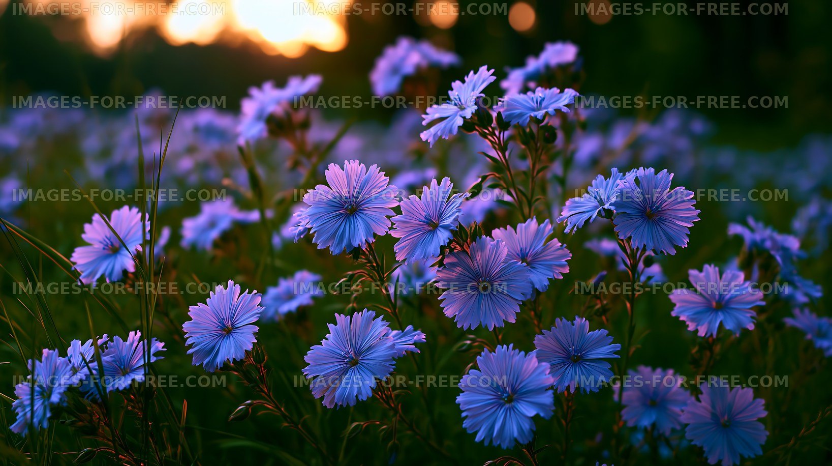 Flowers bloom in a field during sunset