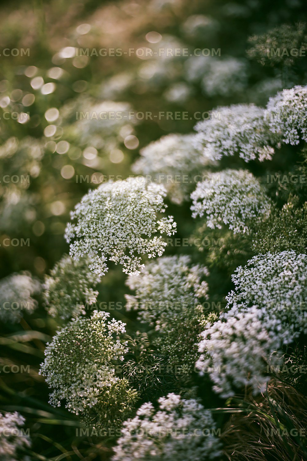 Close-up view of white flowers in natural setting at sunset