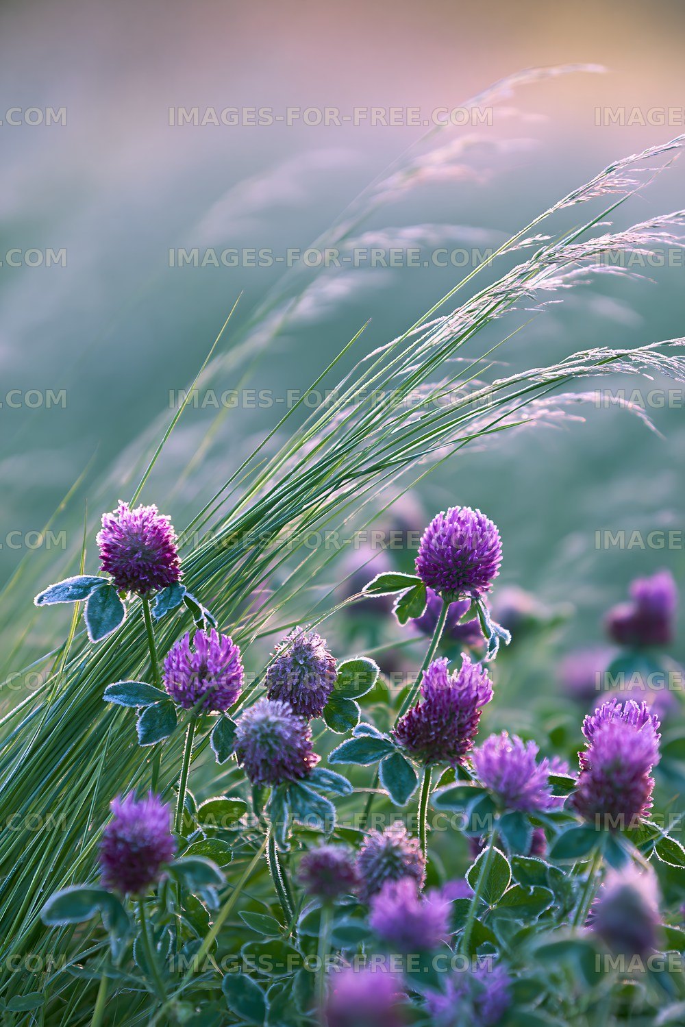 Purple clover flowers grow among green grass in sunlight