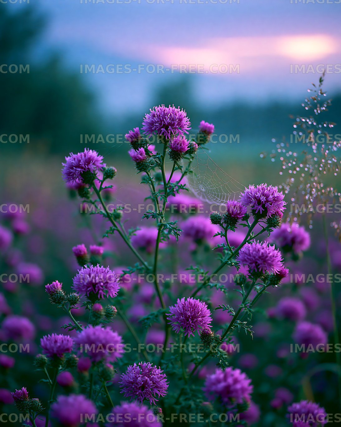 Purple wildflowers with morning dew at sunrise