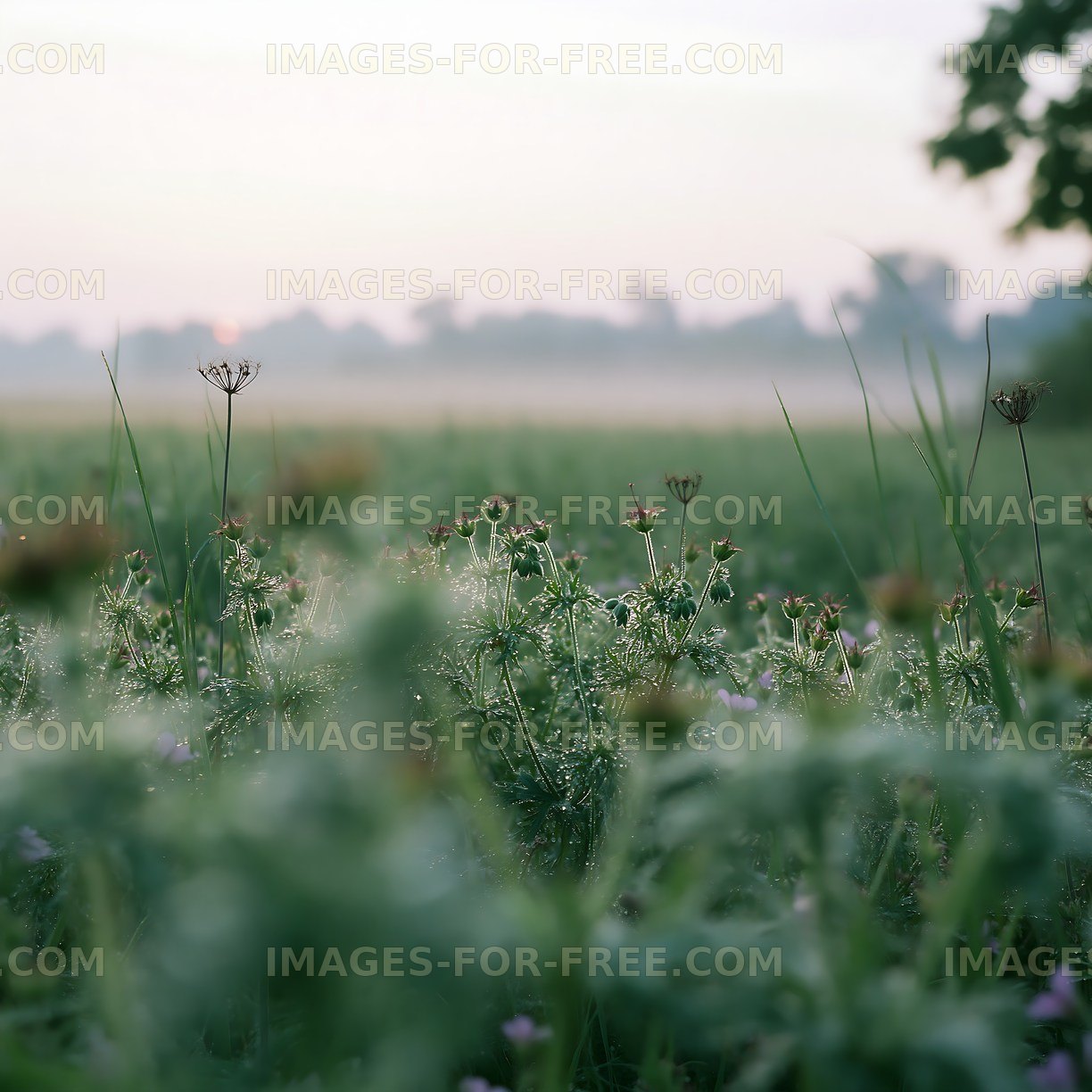 Morning dew on a field with wildflowers and fading sunlight