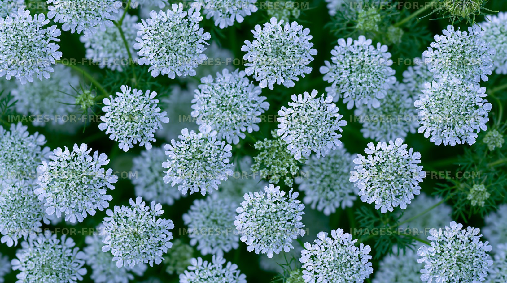Close-up view of white flowers in a green field