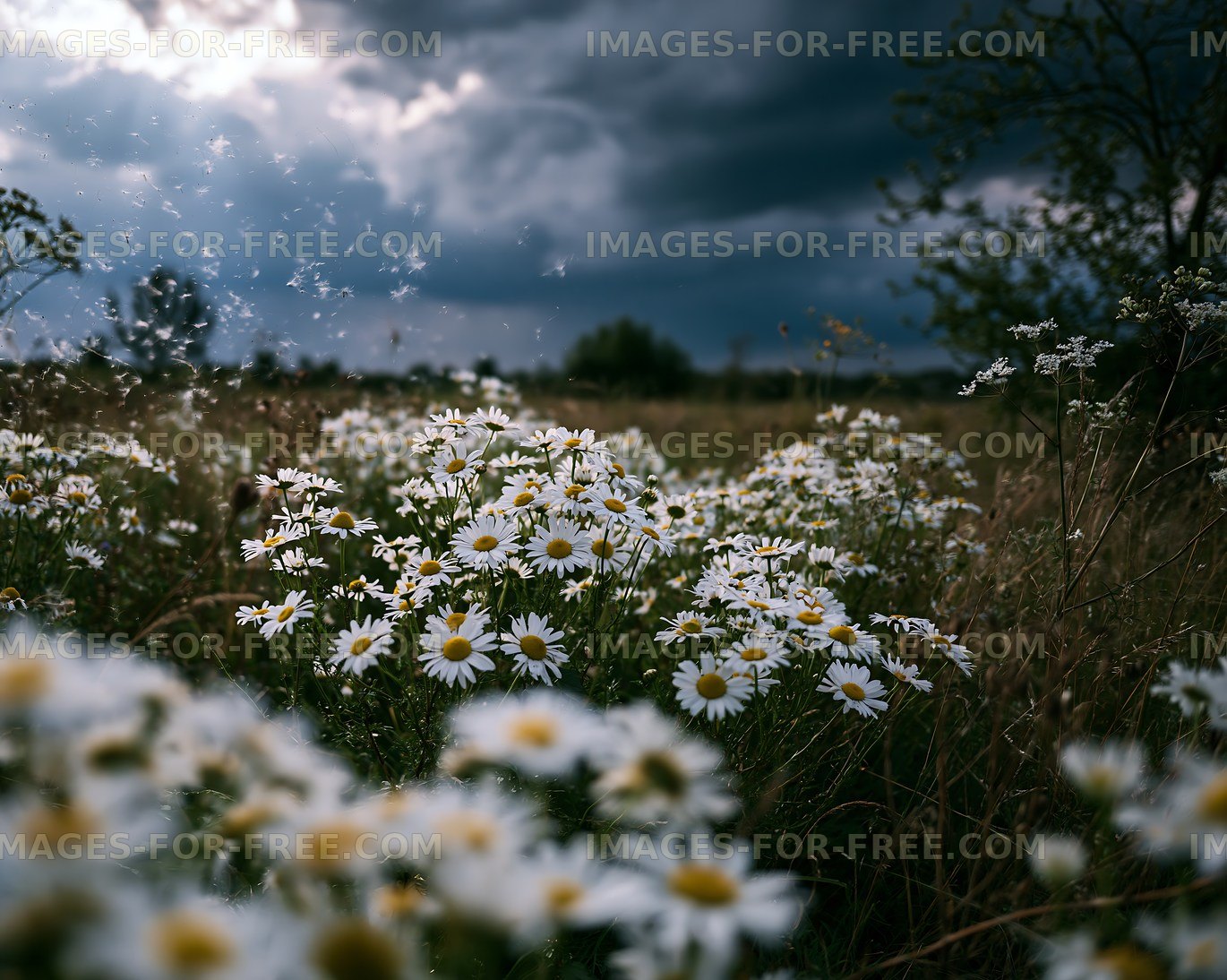 White flowers under a cloudy sky in a field