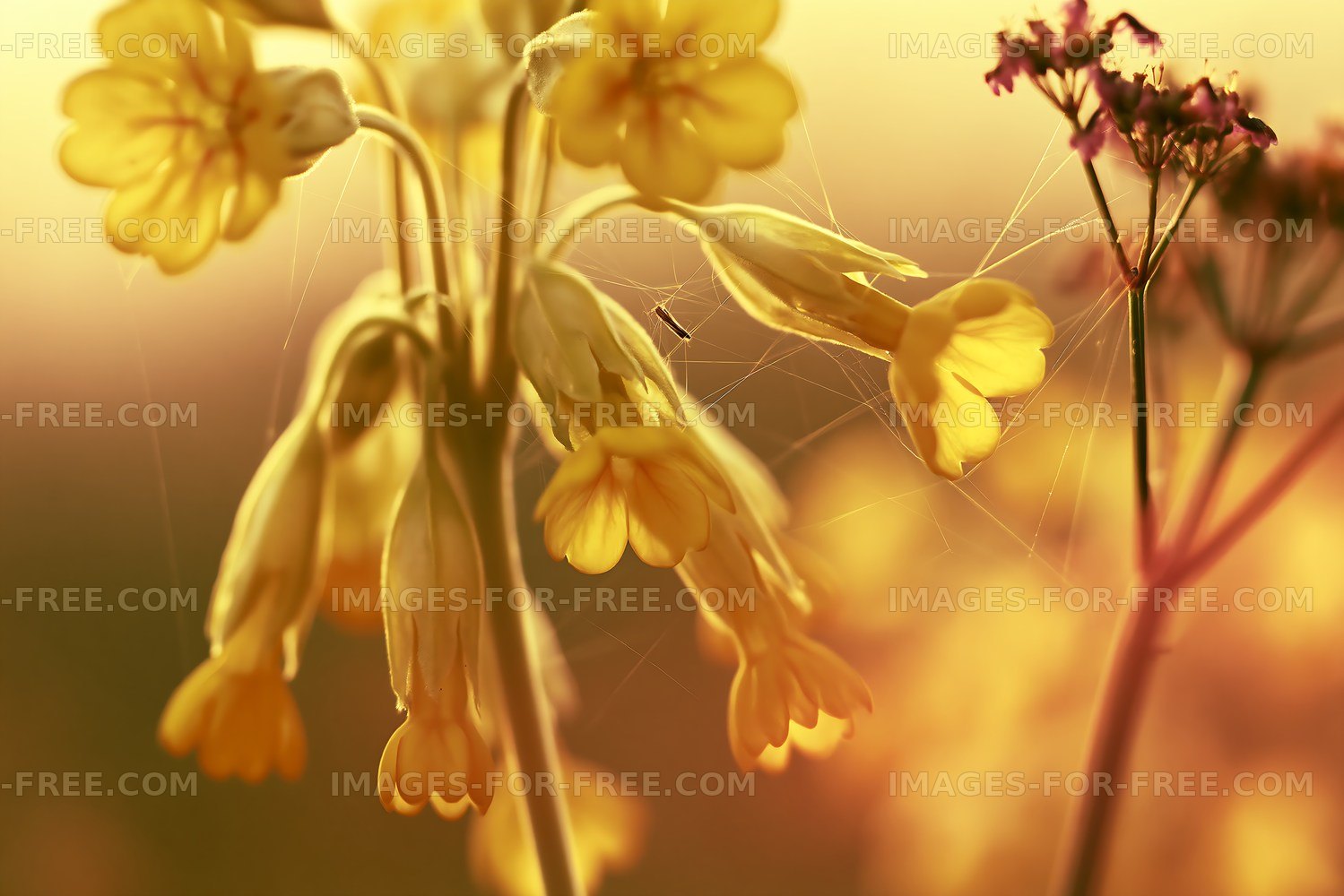 Yellow flowers with spider webs at sunset