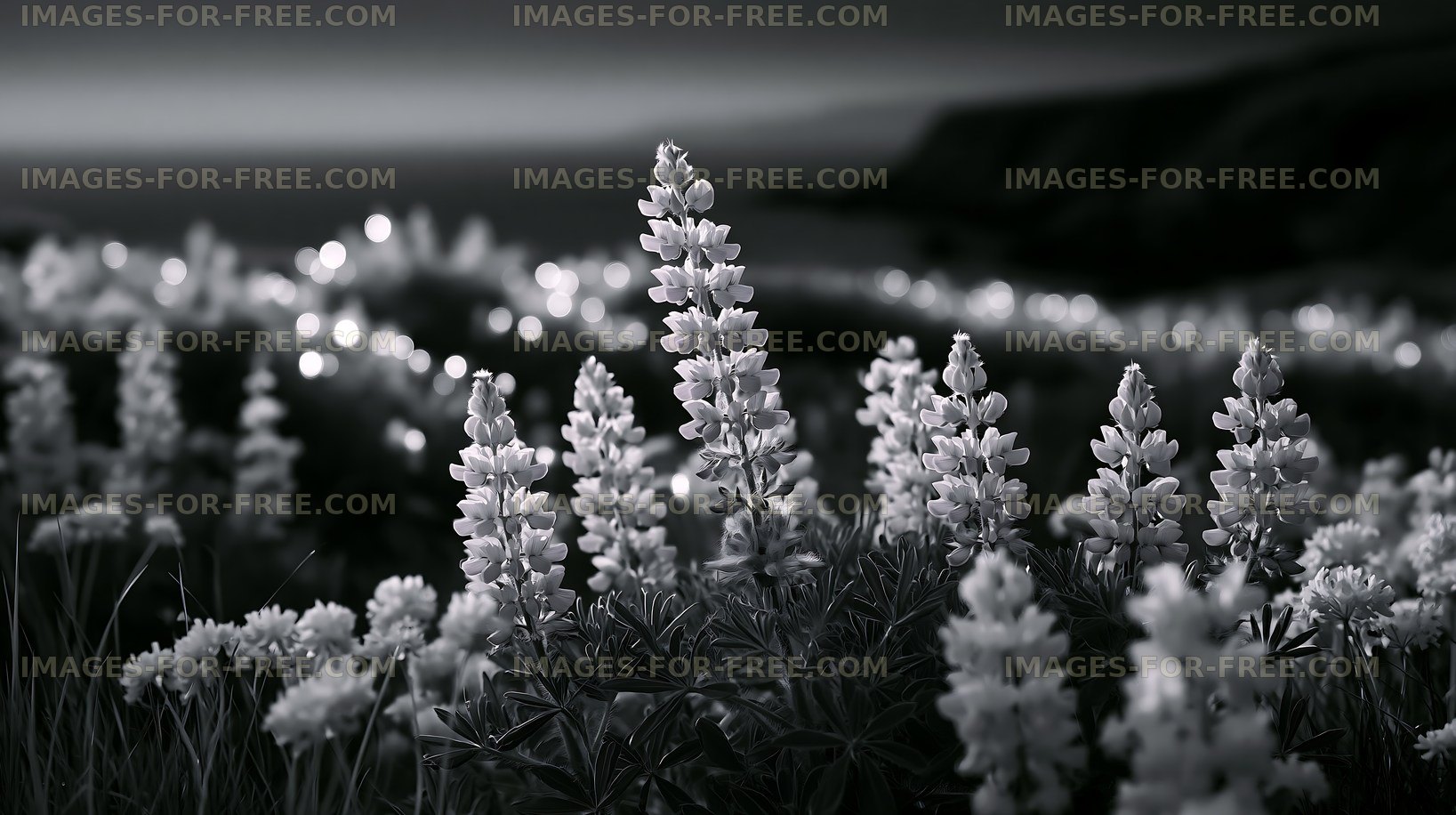 Black and white flowers in a field near a coastline