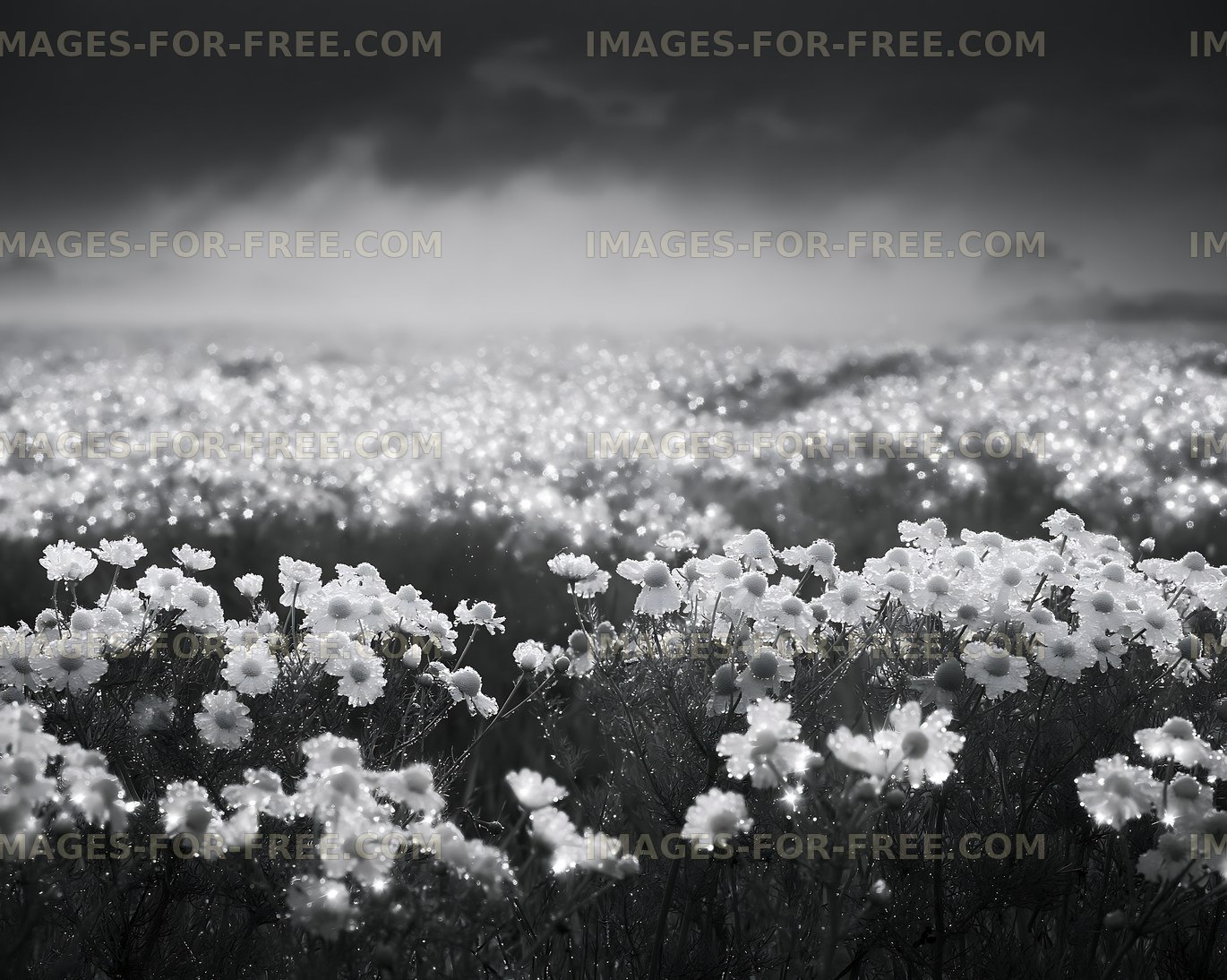 Fields of flowers under fog