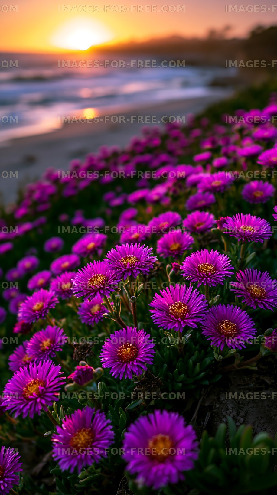 Purple flowers bloom by the beach at sunset