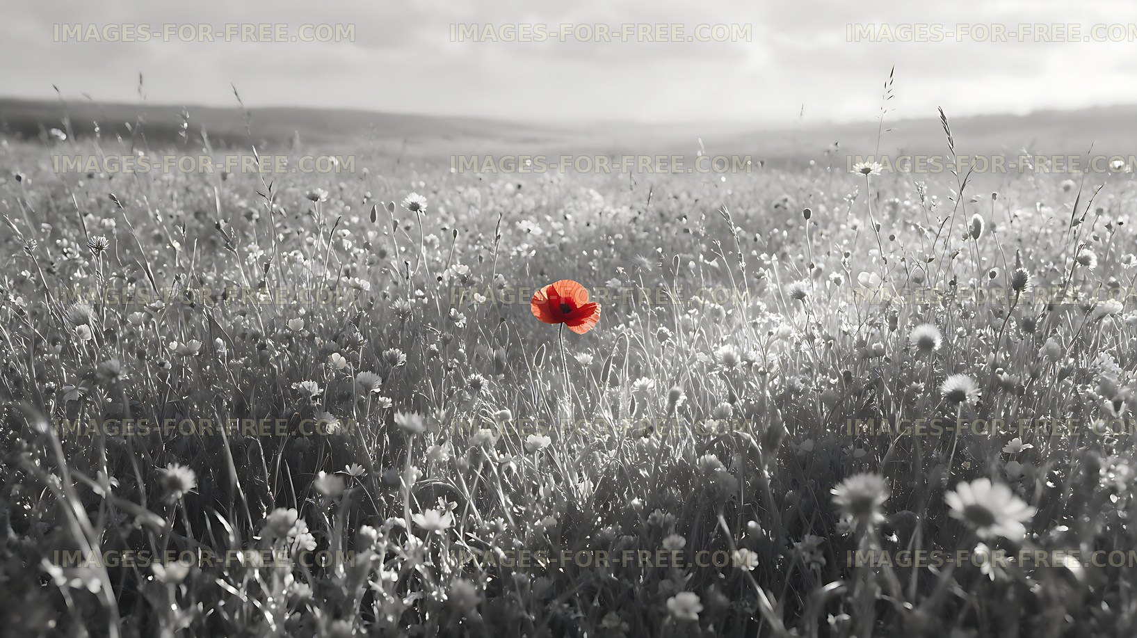 Red poppy among white flowers in a field